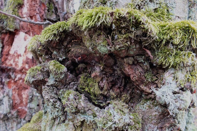 Moss-covered Tree Bark — Green