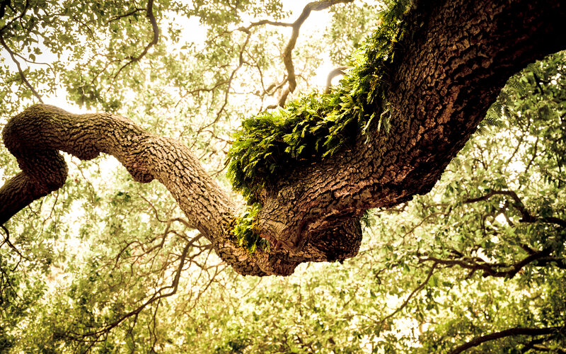Moss-covered tree branch
