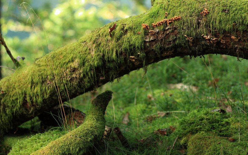 Moss-covered tree branch