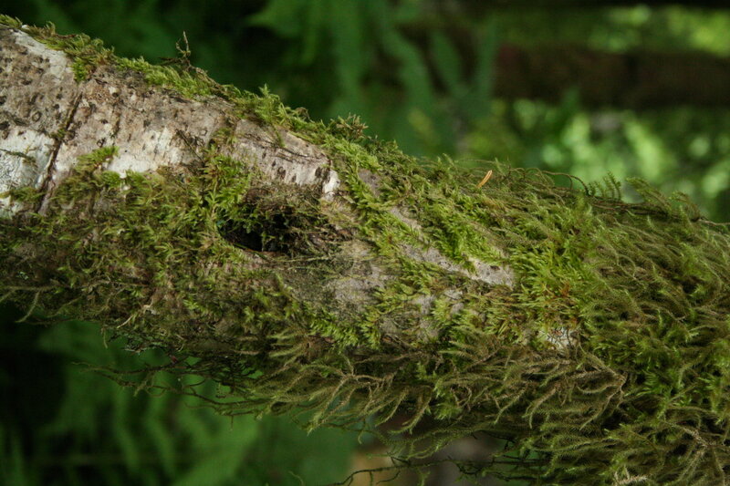 moss-covered tree branch