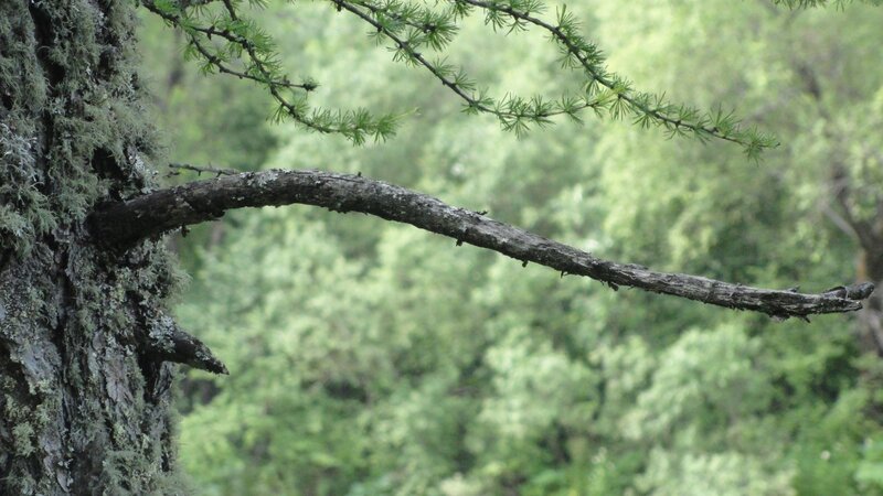 moss-covered tree branch