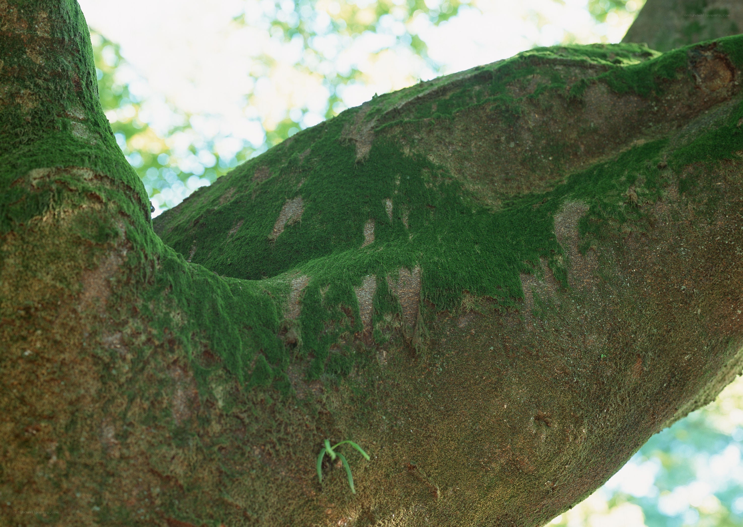 moss-covered tree branch
