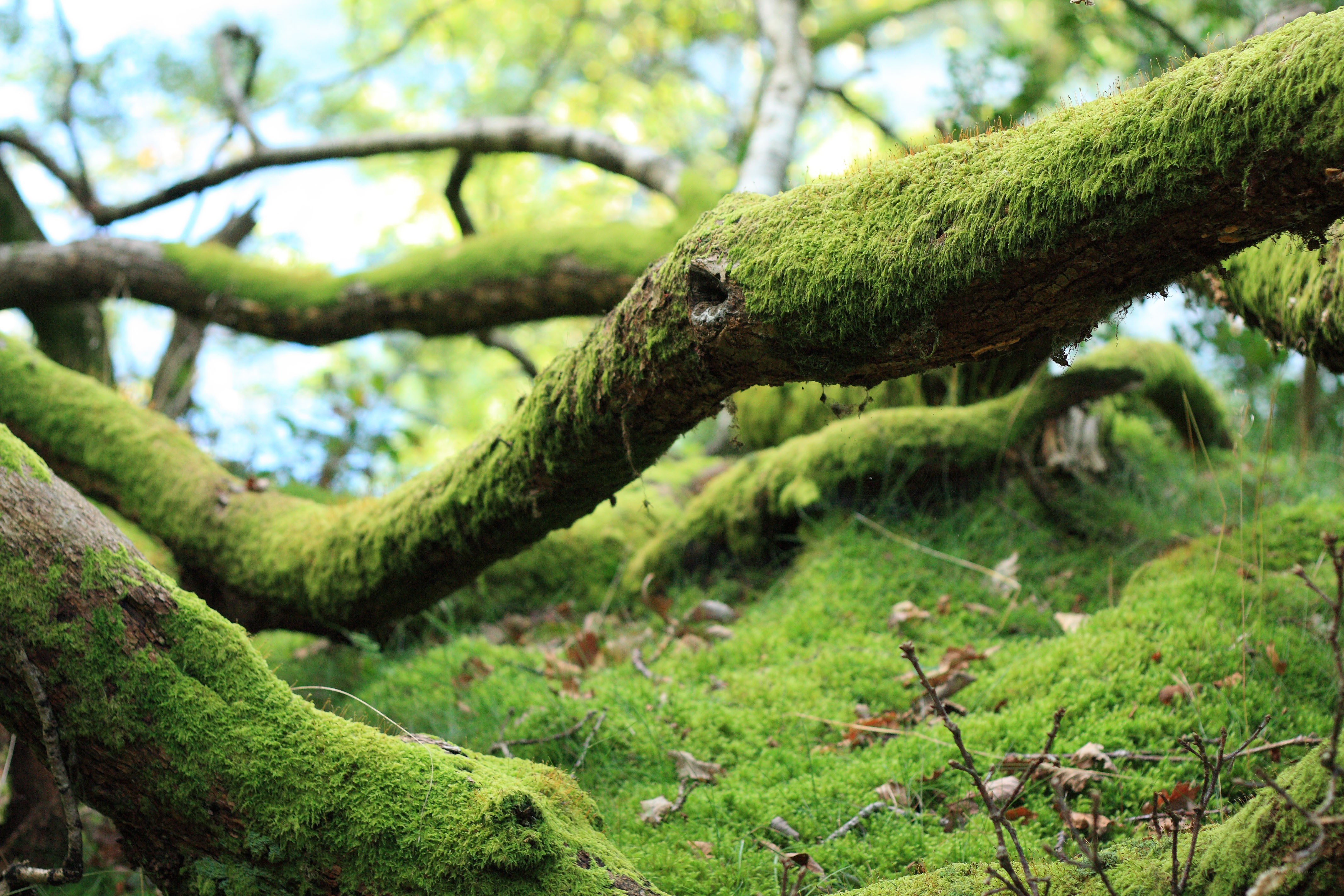 Moss-covered tree branch