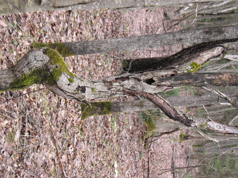 Moss-covered Tree Branch — Brown