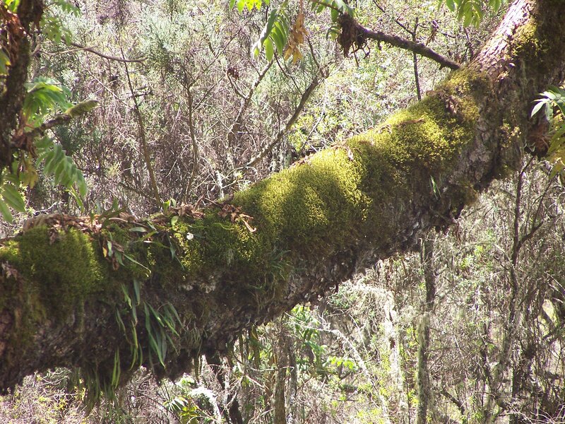 Moss-covered Tree Branch — Green, Natural, Afternoon