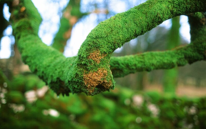Moss-covered Tree Branch — Green, Natural, Photograph