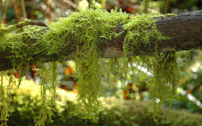 Moss-covered Tree Branch — Green, Natural
