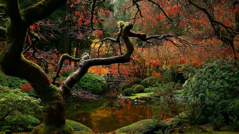 Moss-covered Tree Branch — Green, Serene, Autumn