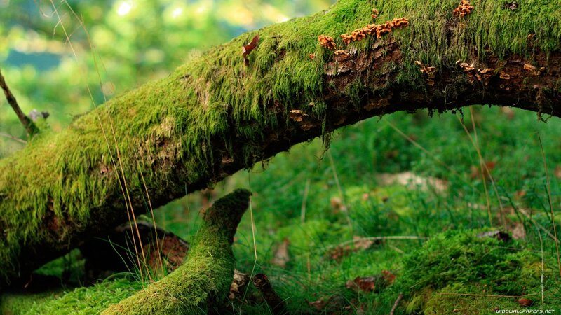 Moss-covered Tree Branch — Green, Serene, Morning, Photograph, Moss, Fungi