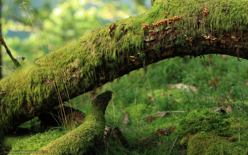 Moss-covered Tree Branch — Green, Serene, Morning