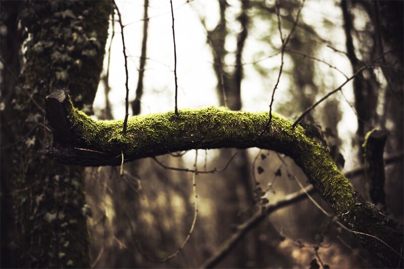 Moss-covered Tree Branch — Green, Serene, Photograph, Forest