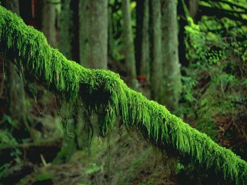 Moss-covered Tree Branch — Green, Serene, Photograph, Forest, Trees