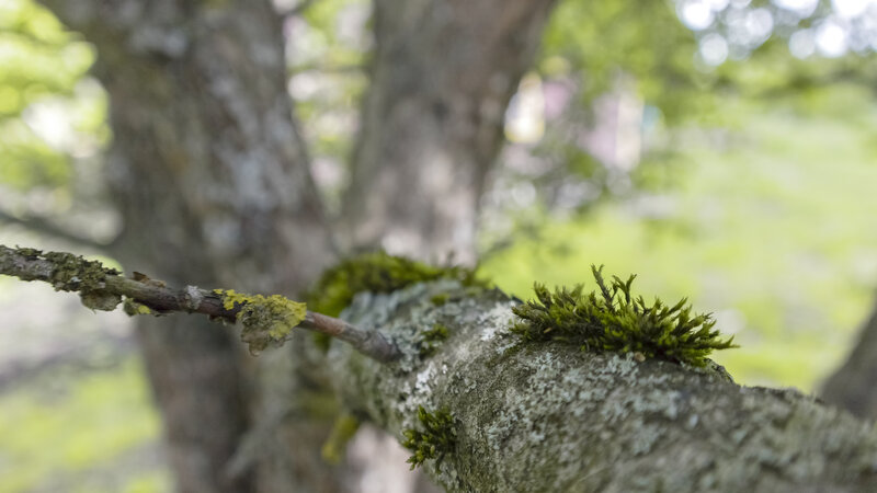 Moss-covered Tree Branch — Green, Serene, Spring, Photograph