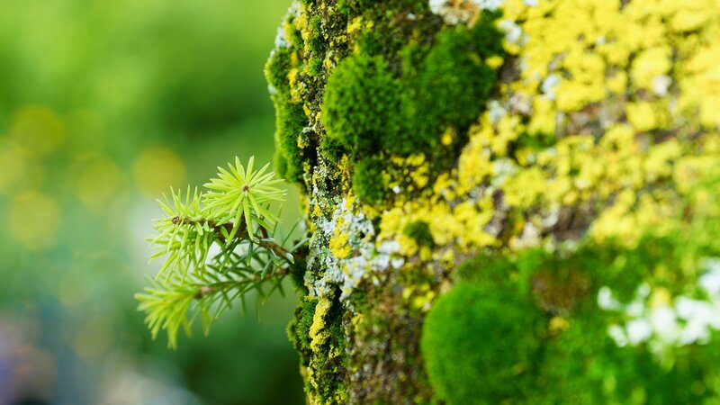 Moss-covered Tree Branch — Green, Serene, Spring