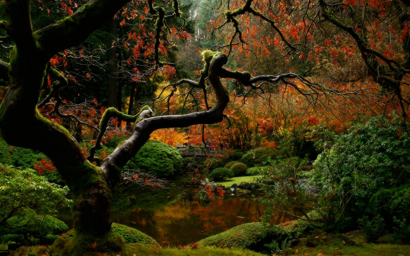 Moss-covered Tree Branch — Green, Serene