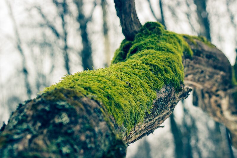 Moss-covered Tree Branch — Green, Serene, Winter