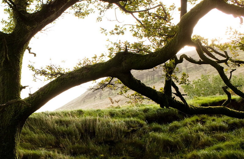 Moss-covered Tree Branch — Green