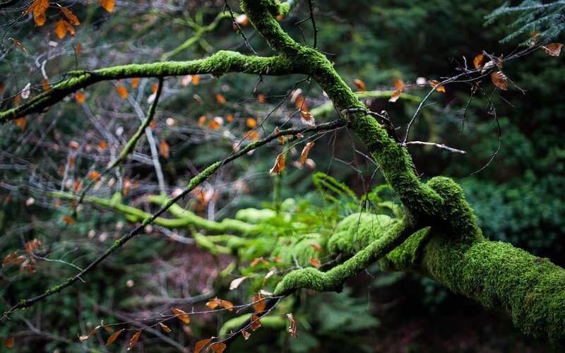 Moss-covered tree branch in forest