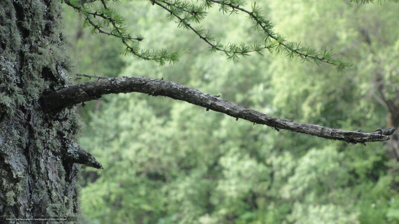moss-covered tree branch