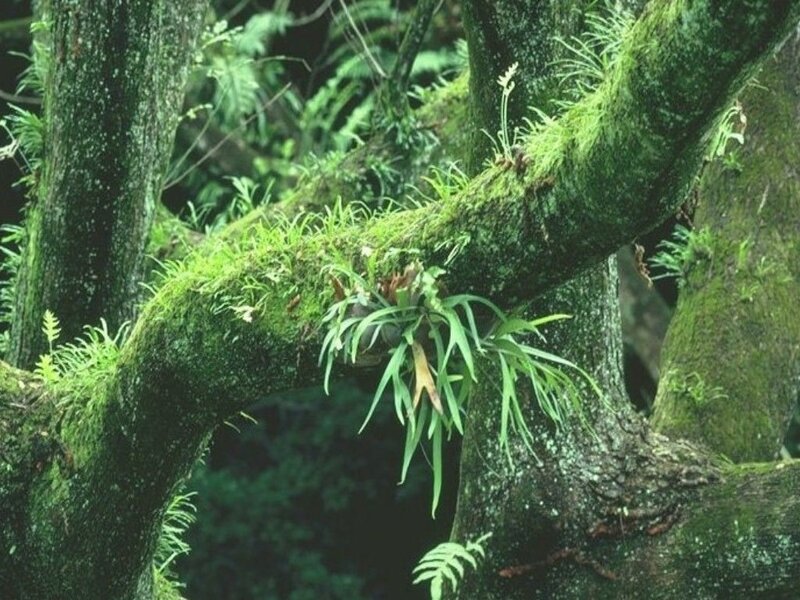 Moss-covered tree branch with ferns