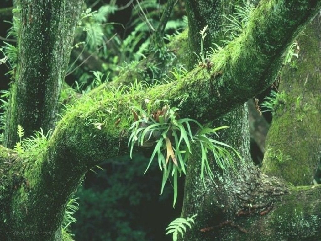 Moss-covered tree branch with ferns