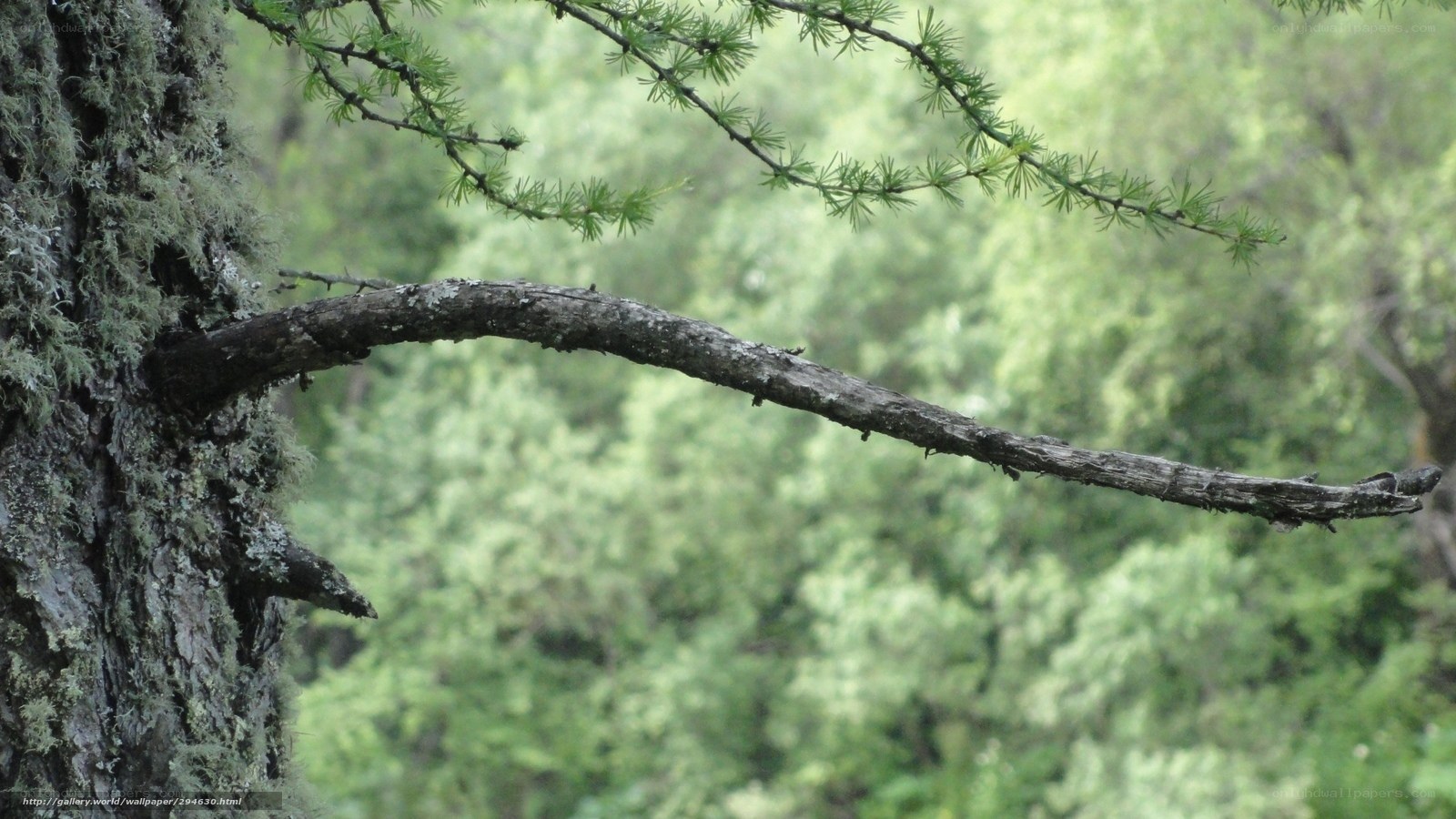 moss-covered tree branch