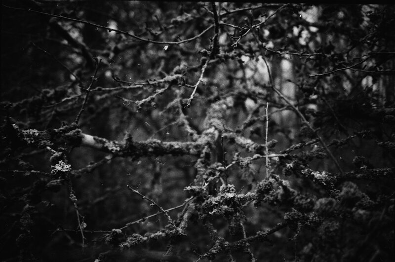 Moss-covered Tree Branches — Black