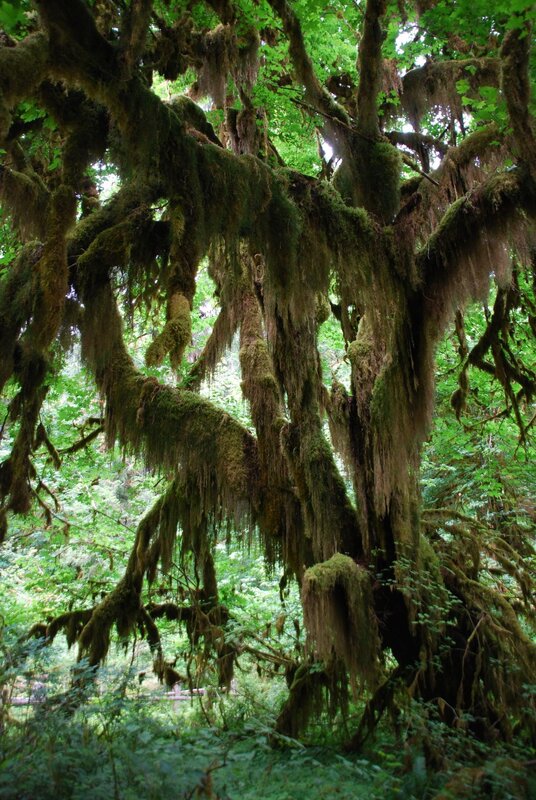 Moss-covered Tree Branches — Green, Lush