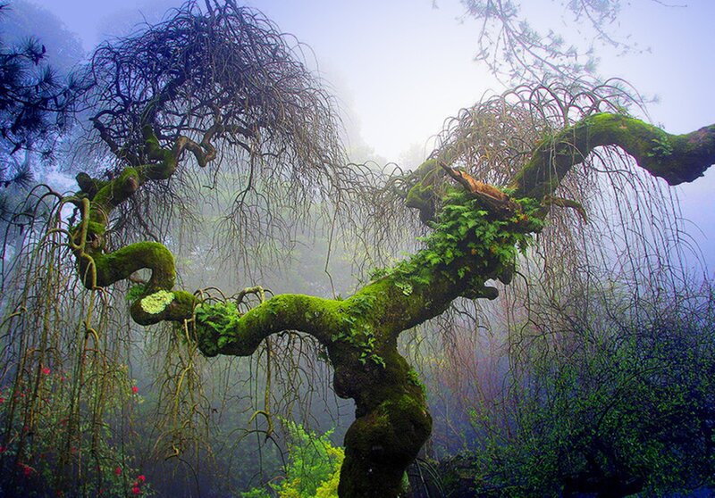Moss-covered Tree Branches — Green, Misty