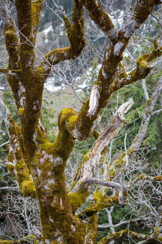 Moss-covered Tree Branches — Green, Natural