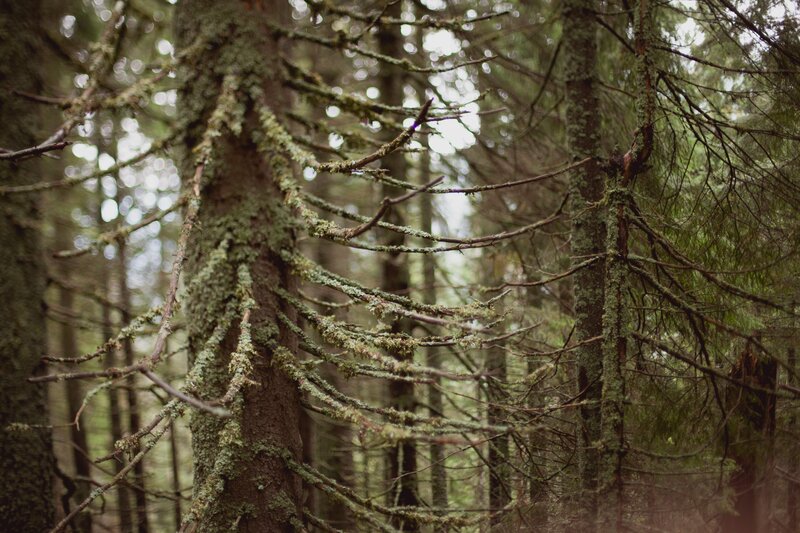 Moss-covered Tree Branches — Green, Serene