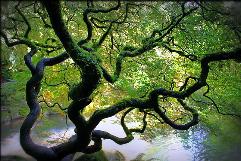 Moss-covered Tree Branches — Green