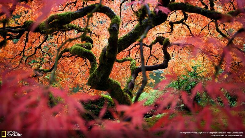Moss-covered Tree Branches — Red, Dramatic