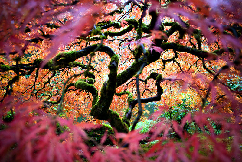 Moss-covered Tree Branches — Red