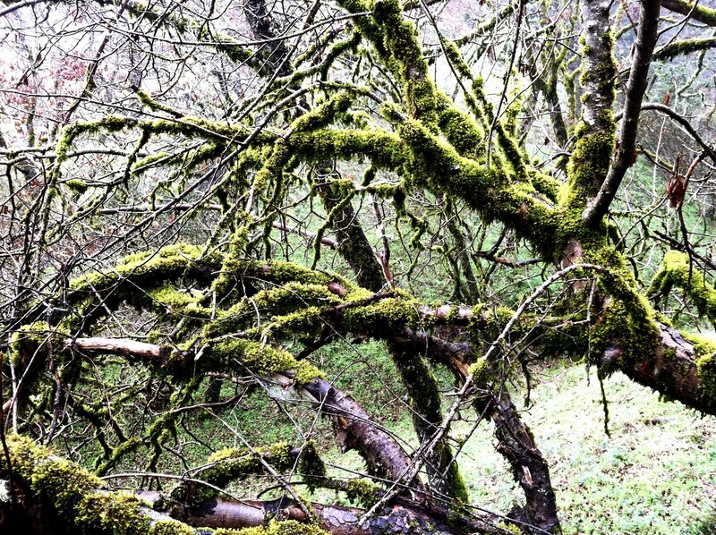 moss-covered tree branches