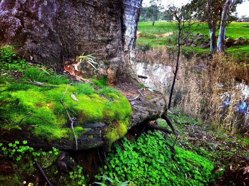 Moss-covered tree by a pond