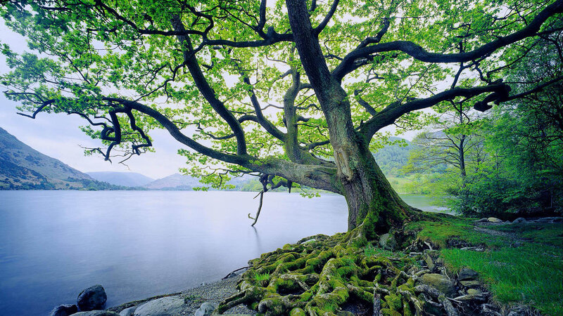 Moss-covered Tree by Lake — Green