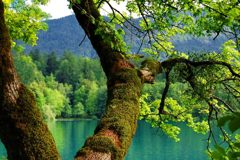 Moss-covered Tree by Lake