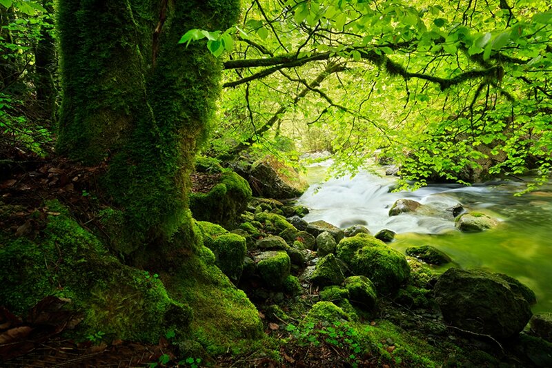 Moss-covered Tree by Stream — Green