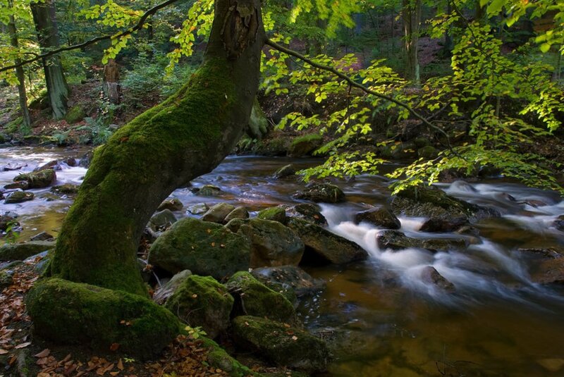 Moss-covered Tree by Stream