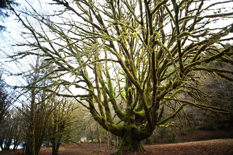 Moss-covered Tree — Green