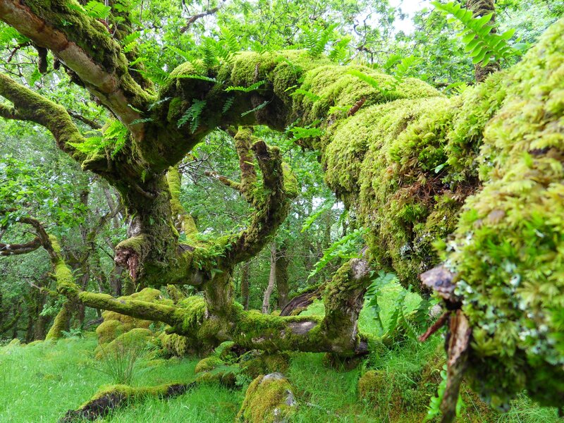 Moss-covered tree in a forest