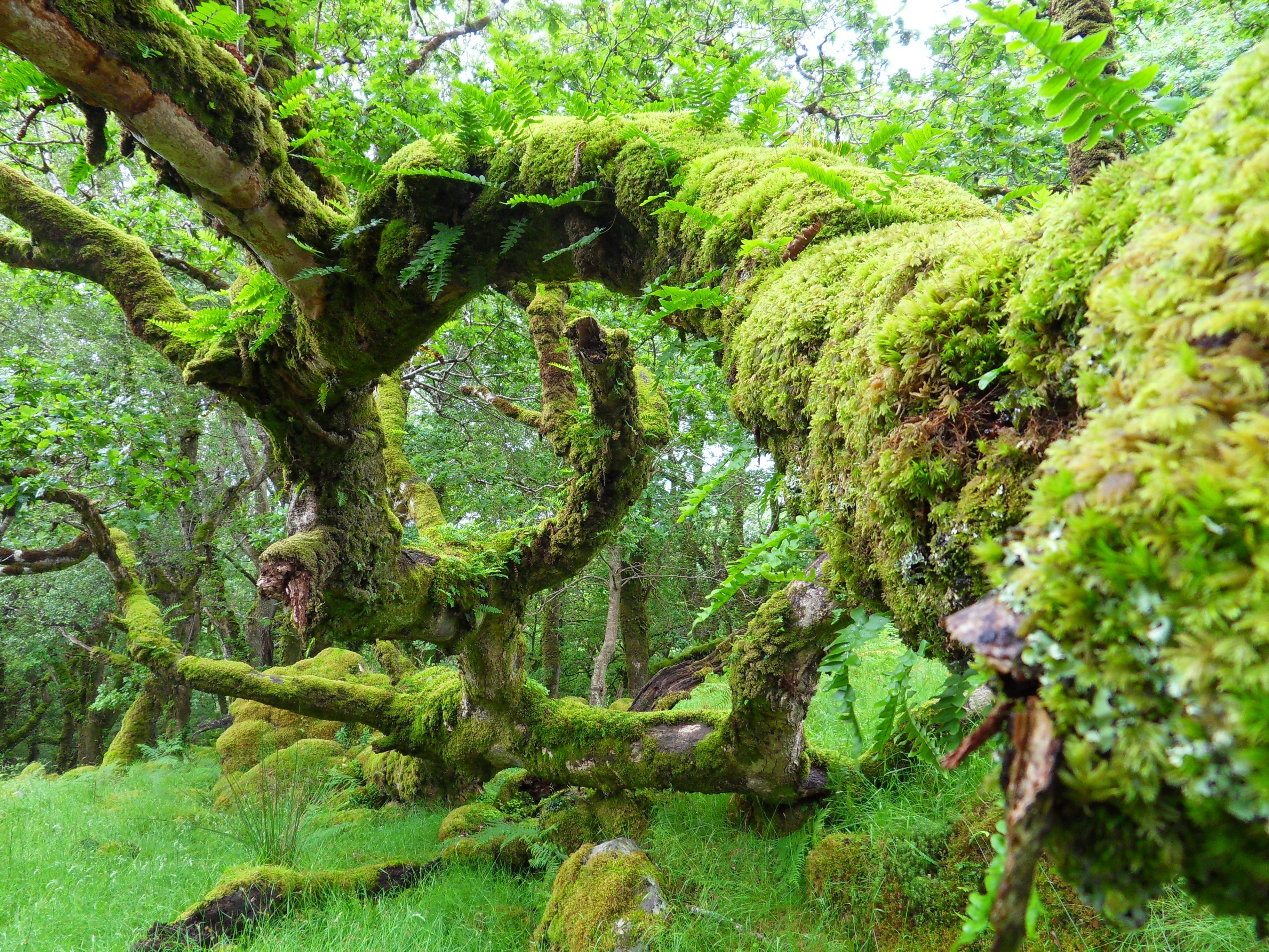 Moss-covered tree in a forest