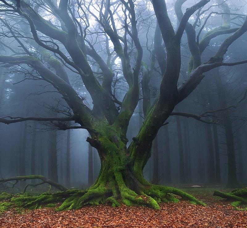 Moss-covered tree in a misty forest