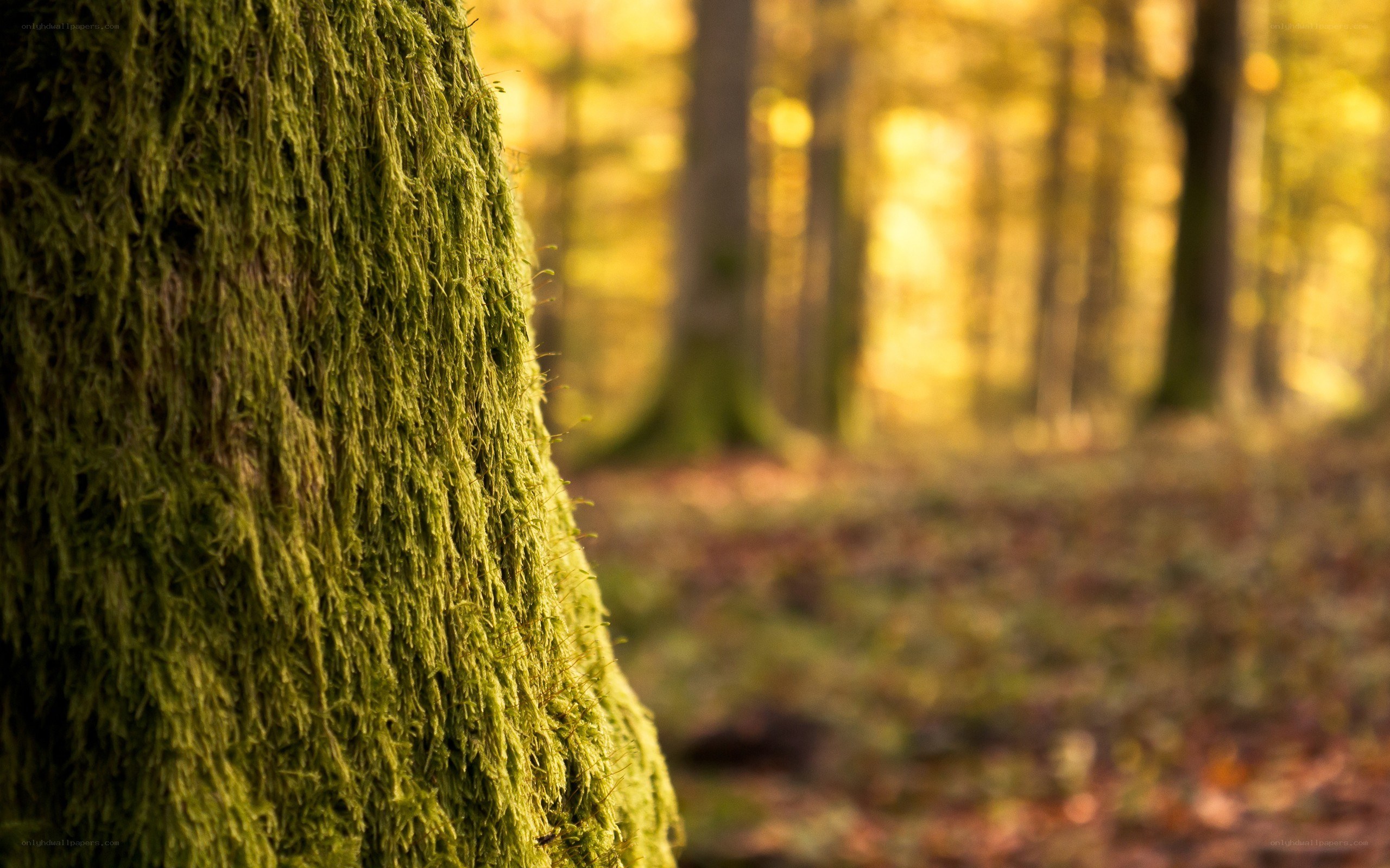 Moss-covered tree in autumn forest