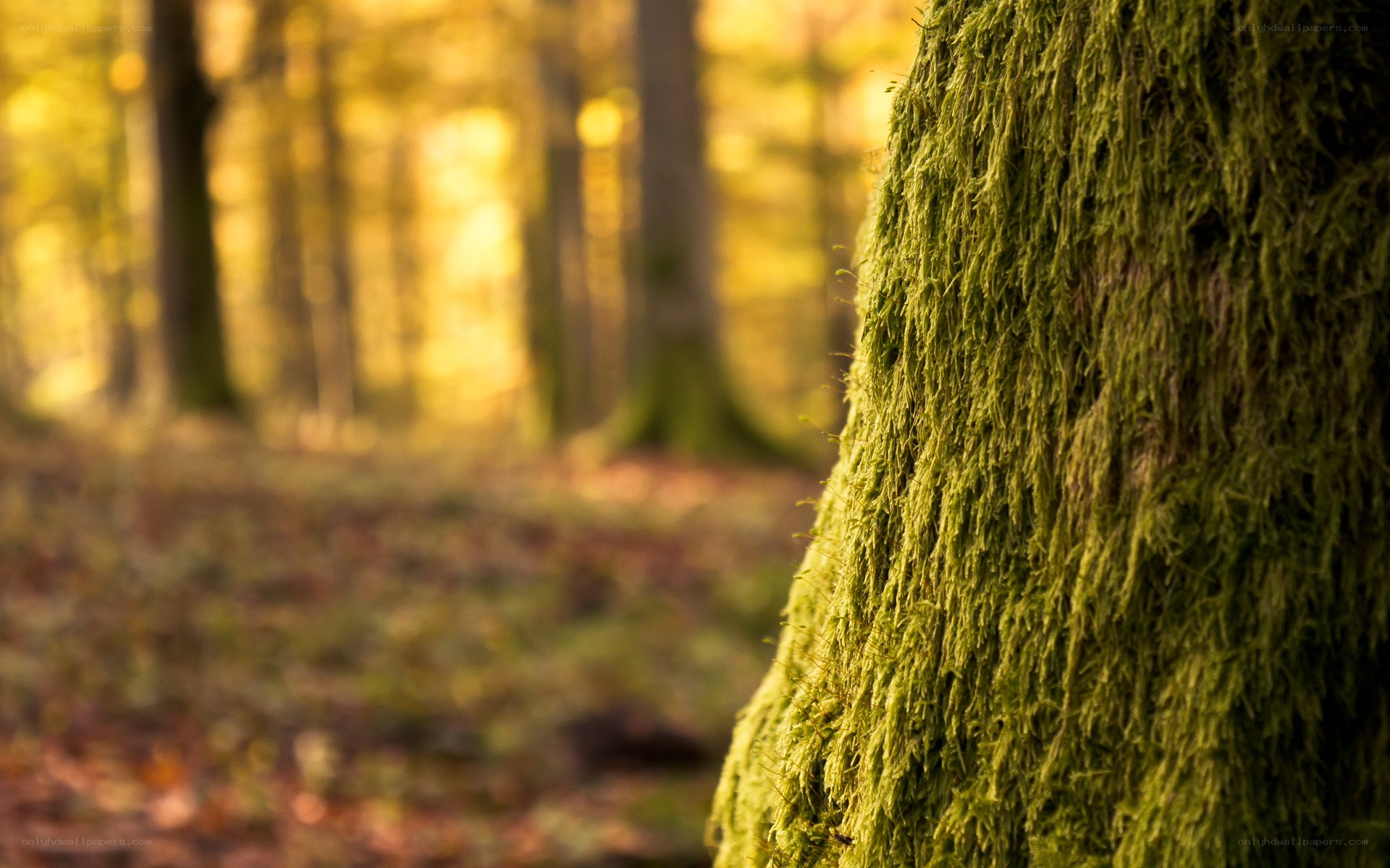 Moss-covered tree in autumn forest