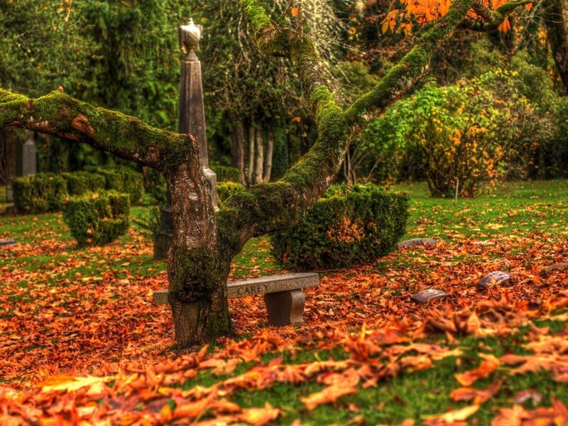 Moss-covered Tree in Cemetery — Green, Serene