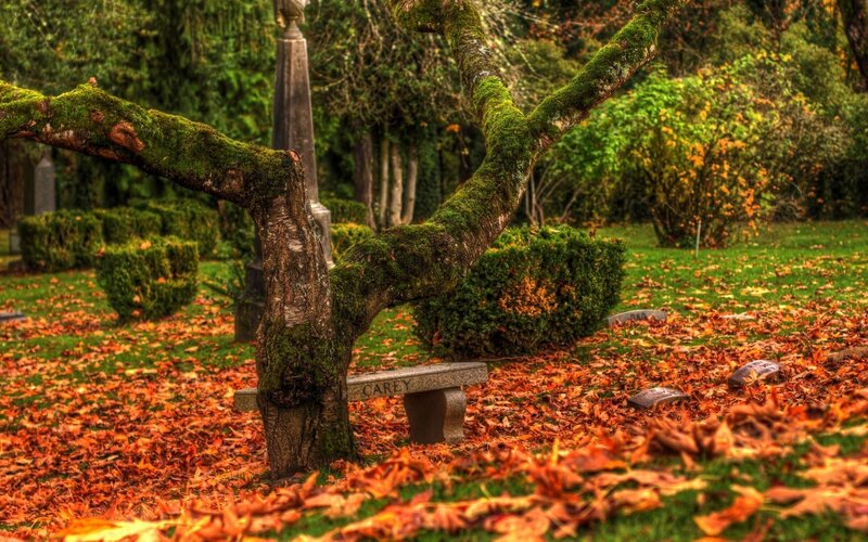 Moss-covered Tree in Cemetery — Green