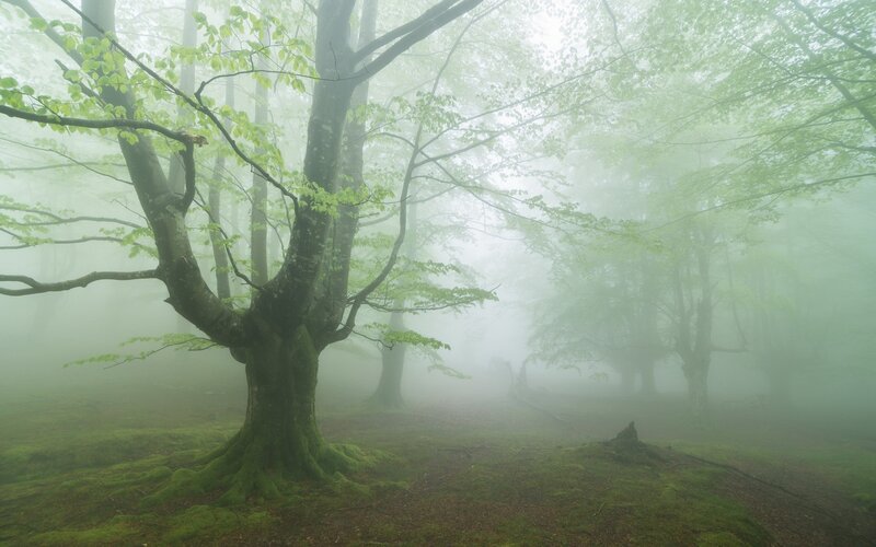 Moss-covered Tree in Fog