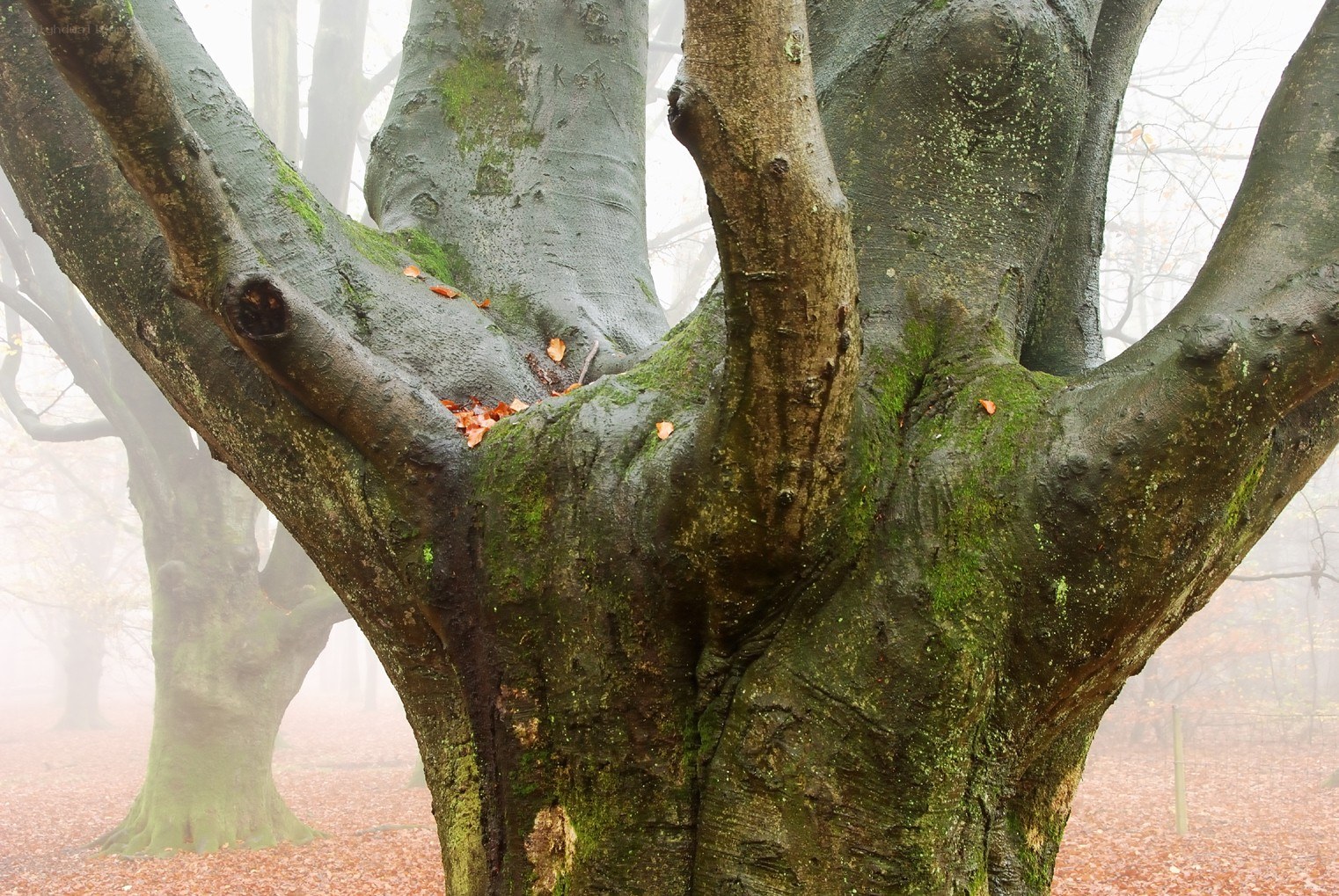 Moss-covered tree in foggy forest